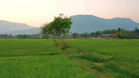 Orbiting aerial view of trees among rice paddies in Champassak, Laos Stock Footage 247022128