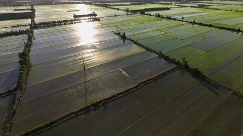 Orbiting Aerial View Of Young Rice Paddies With High Voltage Transmission Tow Stock Footage 340548128