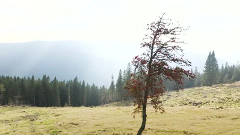 Orbiting, Approaching Godly Beautiful Red Blossomed Tree. Видео 221831308