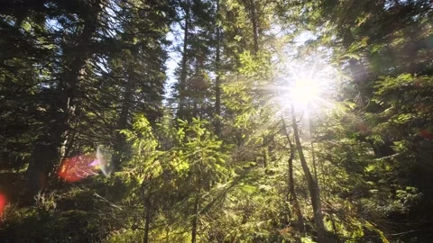 Orbiting Around Dwarf Spruce Trees in The Middle Of Mysterious Spruce Forest. Stock-Footage 210777488