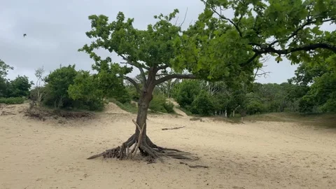 Orbiting around a lone tree on sandy terrain Stockbeeldmateriaal 310509942