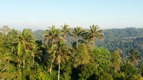 Orbiting around palm trees in the rainforest at sunrise, Bali, Indonesia Video stock 116798373