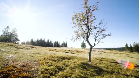 Orbiting Around Red Flowering Tree Standing in the Middle of Meadow Field. Video stock 210777148