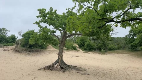 Orbiting around a tree with exposed roots in a sandy dune landscape Stockbeeldmateriaal 310509891