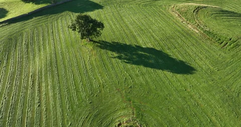 Orbiting around a tree in the green field Stock Footage 220167081
