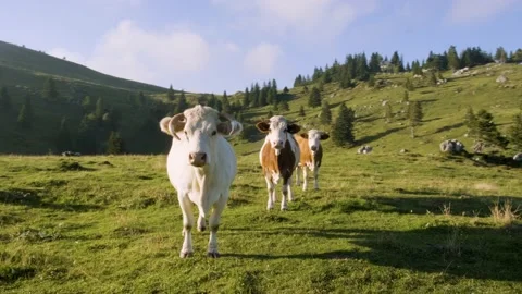 Orbiting Around White and Mixed Colour Grazing Cows Looking Towards Camera. Stock Footage 221831428