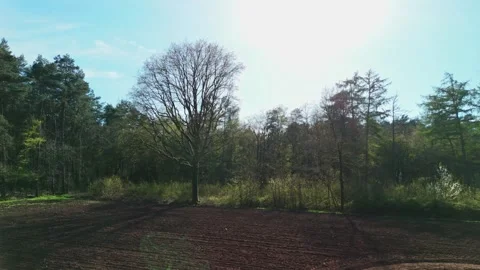 Orbiting Drone Shot of Large Tree Near Cornfield with Blue Sky Stock Footage 308015908