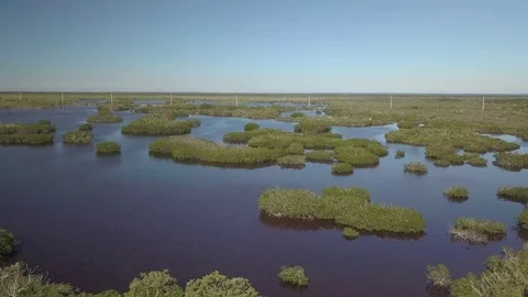 Orbiting Drone Shot of the Mangroves in Key Largo 4K Stock Footage 84273999