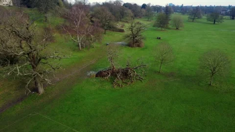Orbiting a fallen tree Stock Footage 297512266