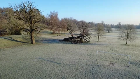 Orbiting a fallen tree in Prospect Park, Reading Stock Footage 297589776