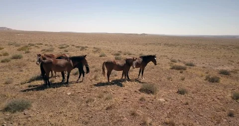 Orbiting five wild horses grazing in the wide open empty desert Video stock 117803039
