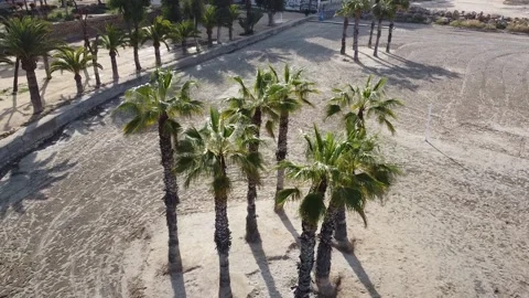 Orbiting in front of some palm trees Stock Footage