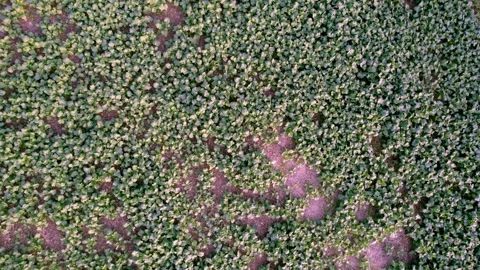 Orbiting a Lone Tree — Rapeseed Sea Stock Footage 320304643