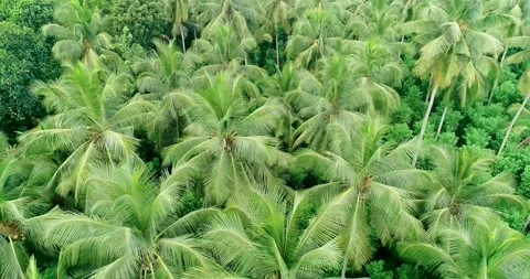Orbiting a Lush Green Coconut Tree Pantation 스톡 동영상 288867494