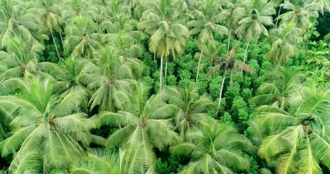 Orbiting a Lush Green Coconut Tree Pantation 2 Stock-Footage 288867505