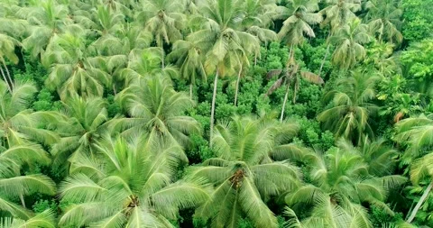 Orbiting a Lush Green Coconut Tree Pantation 3 Video stock 288867521