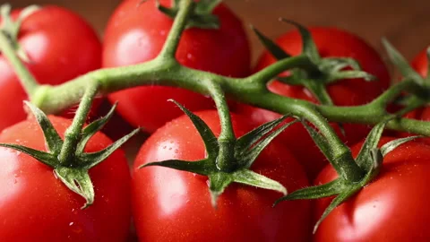 Orbiting macro shot of ripe, dewy tomatoes on the vine. Fresh harvest close-up. 動画素材 318850934