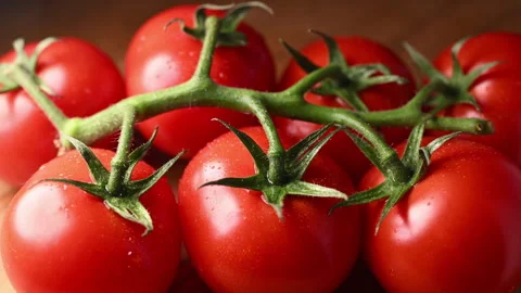 Orbiting macro shot of ripe, dewy tomatoes on the vine. Fresh harvest close-up. Stock Footage 318851004