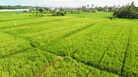 Orbiting Rice Farmer Spraying Rice Field in Bali Stock Footage 147291696