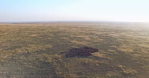 Orbiting shot of flock of sheep in Ukrainian steppe Video stock 106906716