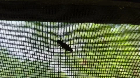 Orbiting Shot of Insect Silhouette Resting on Window Screen Mesh Against Stock Footage 340221033