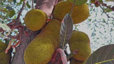 Orbiting Shot of Multiple Ripe Jackfruits Growing on Tropical Tree Trunk in Stock Footage 340183508