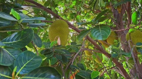 Orbiting Shot of Ripe Jackfruit Growing on Tree Amid Dense Green Tropical Stock Footage 340183536