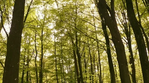 Orbiting Shot of Tall Trees in Forest with Suns Glare in Frame 스톡 동영상 115448495