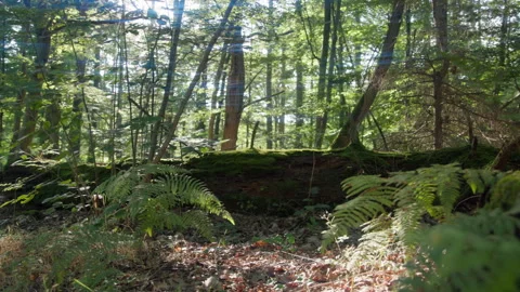 Orbiting shot through a dense forest as the sun peaks through the trees, wide Stock Footage 307703457