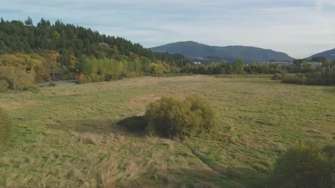 Orbiting shot of a tree in a park in the Fall season Stock Footage 164821670