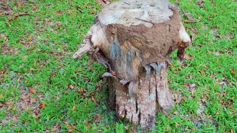 Orbiting shot of a weathered tree stump on a green grassy lawn. Stock Footage 337772954