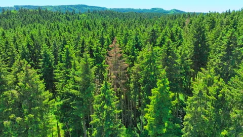 Orbiting a tall brown pine among green trees 動画素材 315748737