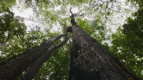 Orbiting Tree Low Angle Borneo Stock Footage 142122080