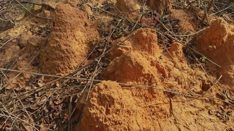 Orbiting View Around Earthen Termite Mounds on Dry Forest Floor Stock Footage 337873213