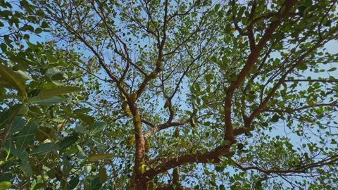 Orbiting View Beneath Jackfruit Tree Laden with Ripening Fruits Stock Footage 337978156