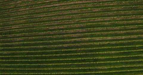 Orbits Drone Shot A Large And Beautiful Vineyard Stock Footage 90556897