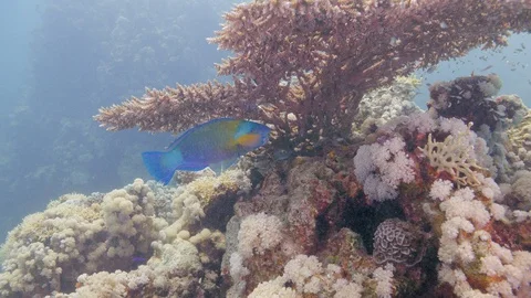 Orbitual shot of a parrot fish resting under a big staghorn coral Stock Footage 111051449