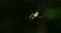 Orbweaver (Mangora spiculata) Spider 1 HD Footage