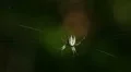 Orbweaver (Mangora spiculata) Spider 2 HD Footage