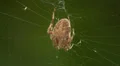 Orbweaver (Neoscona crucifera) Spider 1 HD Footage