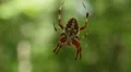 Orbweaver (Neoscona crucifera) Spider 2 HD Footage