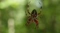 Orbweaver (Neoscona crucifera) Spider 3 HD Footage