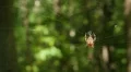 Orbweaver (Neoscona crucifera) Spider 4 HD Footage