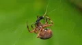 Orbweaver (Neoscona crucifera) Spider and Prey 1 HD Footage