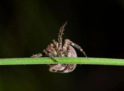 Orbweaver on plant stem Foto stock