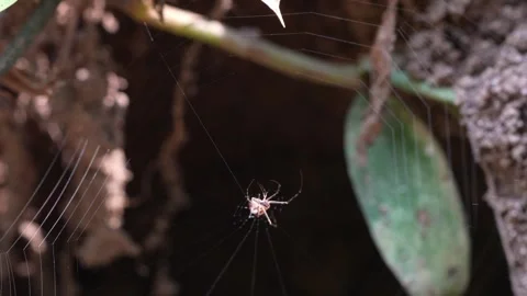 Orbweaver Spider Constructing Spider Web Stock Footage 303137210