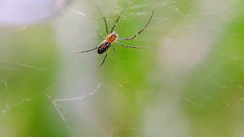 Orbweaver Spider (Leucauge) Resting on Web 4K Slow Motion Copy Space Stock Footage 346401476