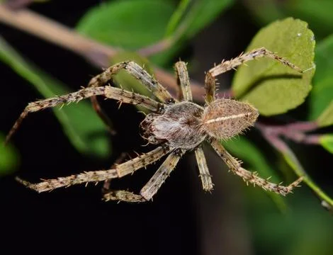 Orbweaver spider out of web Stock-Fotos