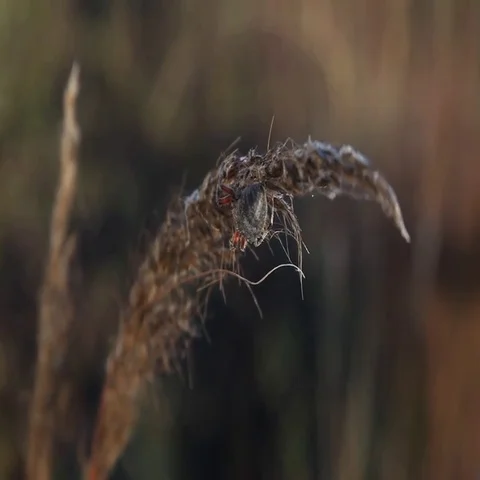 Orbweaver spider on a plant blowing in the wind. Video stock 69483623