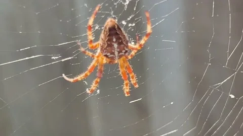 Orbweaver spider works on its web Stock Footage 219515459